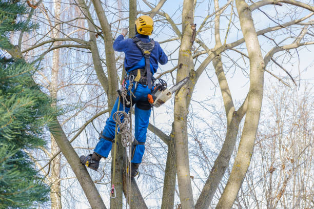Mulching Services in Golden Glades, FL