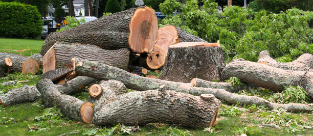 How Our Tree Care Process Works  in  Golden Glades, FL