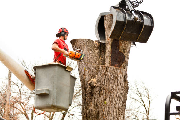 Trusted Golden Glades, FL Tree Care Experts